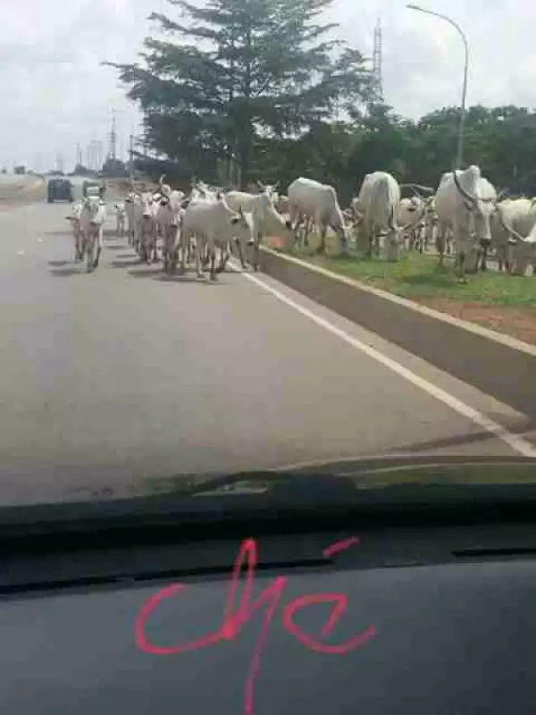 Fulani Herdsmen And Their Cattle Take Over Airport Road Abuja (Photos)